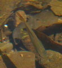 Melanotaenia splendida splendida