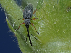 Rhopalapion longirostre