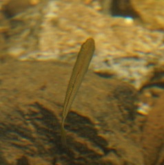 Melanotaenia splendida splendida