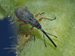 Rhopalapion longirostre