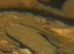 Melanotaenia splendida splendida