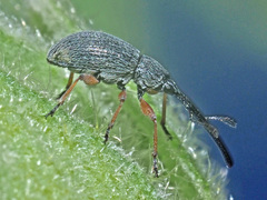 Rhopalapion longirostre