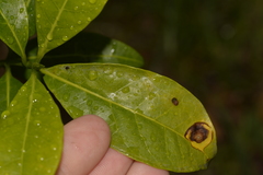 Tropicomyia polyphyta