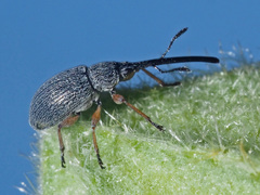 Rhopalapion longirostre