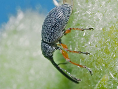 Rhopalapion longirostre