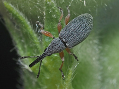 Rhopalapion longirostre