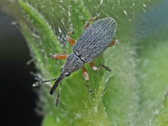 Rhopalapion longirostre