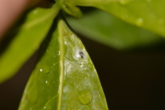 Tropicomyia polyphyta