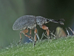 Rhopalapion longirostre