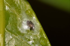 Tropicomyia polyphyta