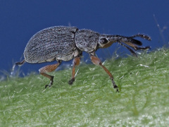 Rhopalapion longirostre