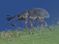 Rhopalapion longirostre