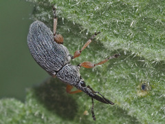 Rhopalapion longirostre