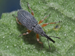 Rhopalapion longirostre