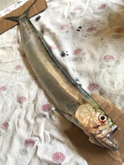 Chirocentrus