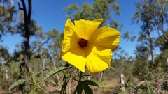 Hibiscus divaricatus