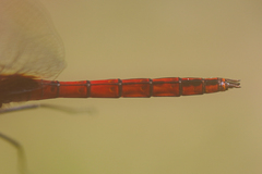 Tauriphila australis