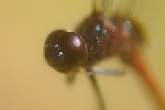 Tauriphila australis