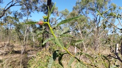 Hibiscus divaricatus
