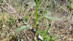 Hibiscus divaricatus