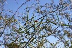 Hibiscus divaricatus