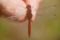 Tauriphila australis