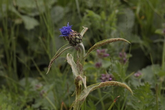 Centaurea nigrofimbria