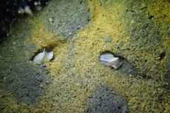 Netastoma rostratum