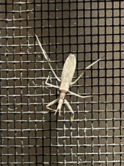 Sastrapada australica