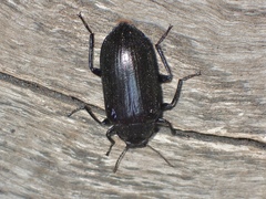 Prophanes simplex