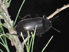 Prophanes simplex
