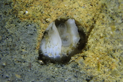 Netastoma rostratum