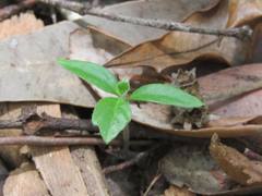 Pittosporum undulatum