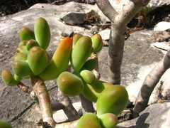 Sedum corynephyllum