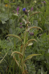 Centaurea nigrofimbria
