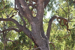 Corymbia erythrophloia