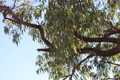 Corymbia erythrophloia