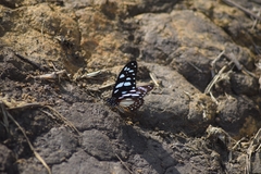 Graphium leonidas image