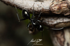 Camponotus cameratus