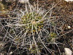 Mammillaria compressa compressa