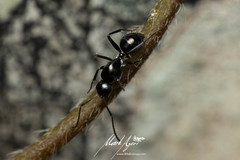 Camponotus cameratus