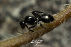 Camponotus cameratus