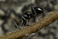 Camponotus cameratus