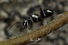 Camponotus cameratus