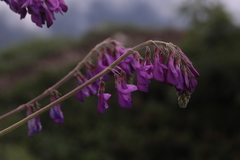 Hedysarum caucasicum