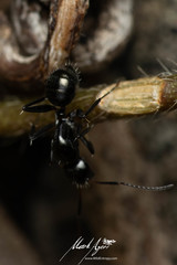 Camponotus cameratus