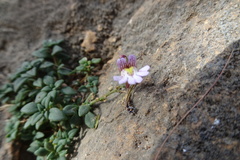 Chaenorhinum origanifolium crassifolium
