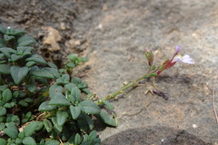 Chaenorhinum origanifolium crassifolium