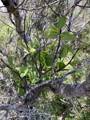 Muellerina celastroides