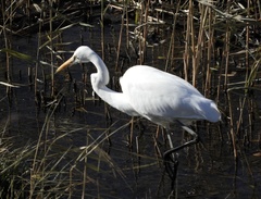 Ardea alba